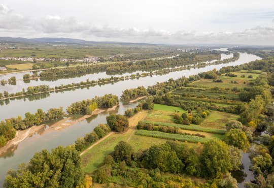 The Rhine floodplains near Ingelheim, © © Dominik Ketz