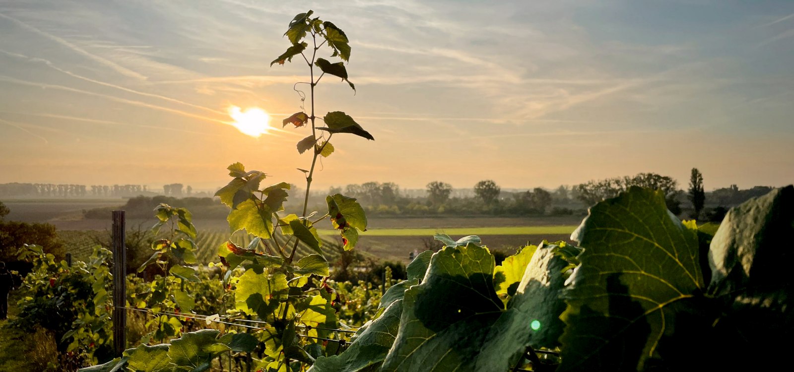 Weinberge Rheinhessen, &copy; David Maupil&eacute;