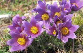 Kr&auml;uterwanderung &copy; Siefersheimer Kr&auml;uterhexen