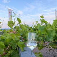 Weinprobe an der alten Mistkaut