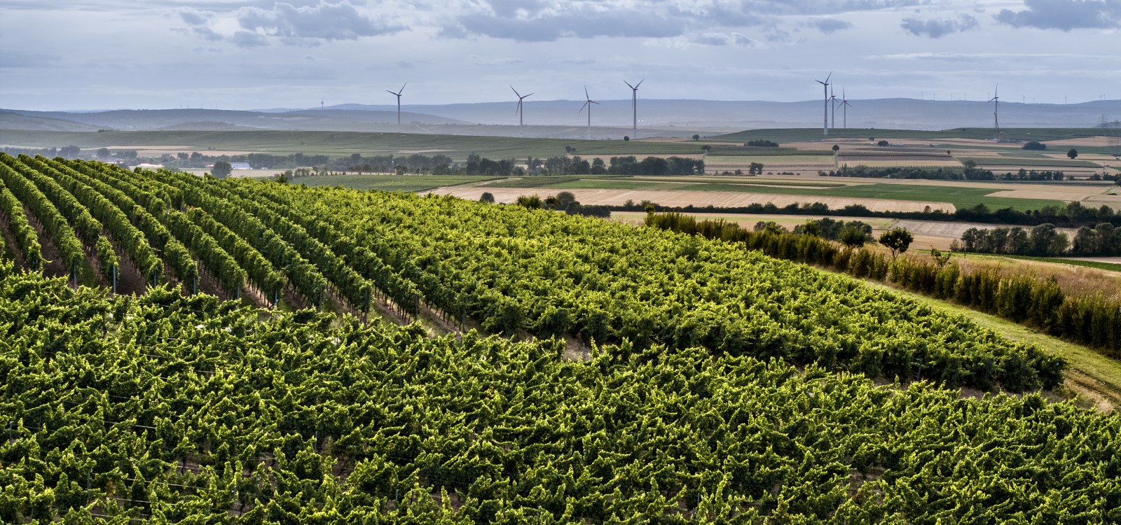 Bermersheimer Hildegardisberg