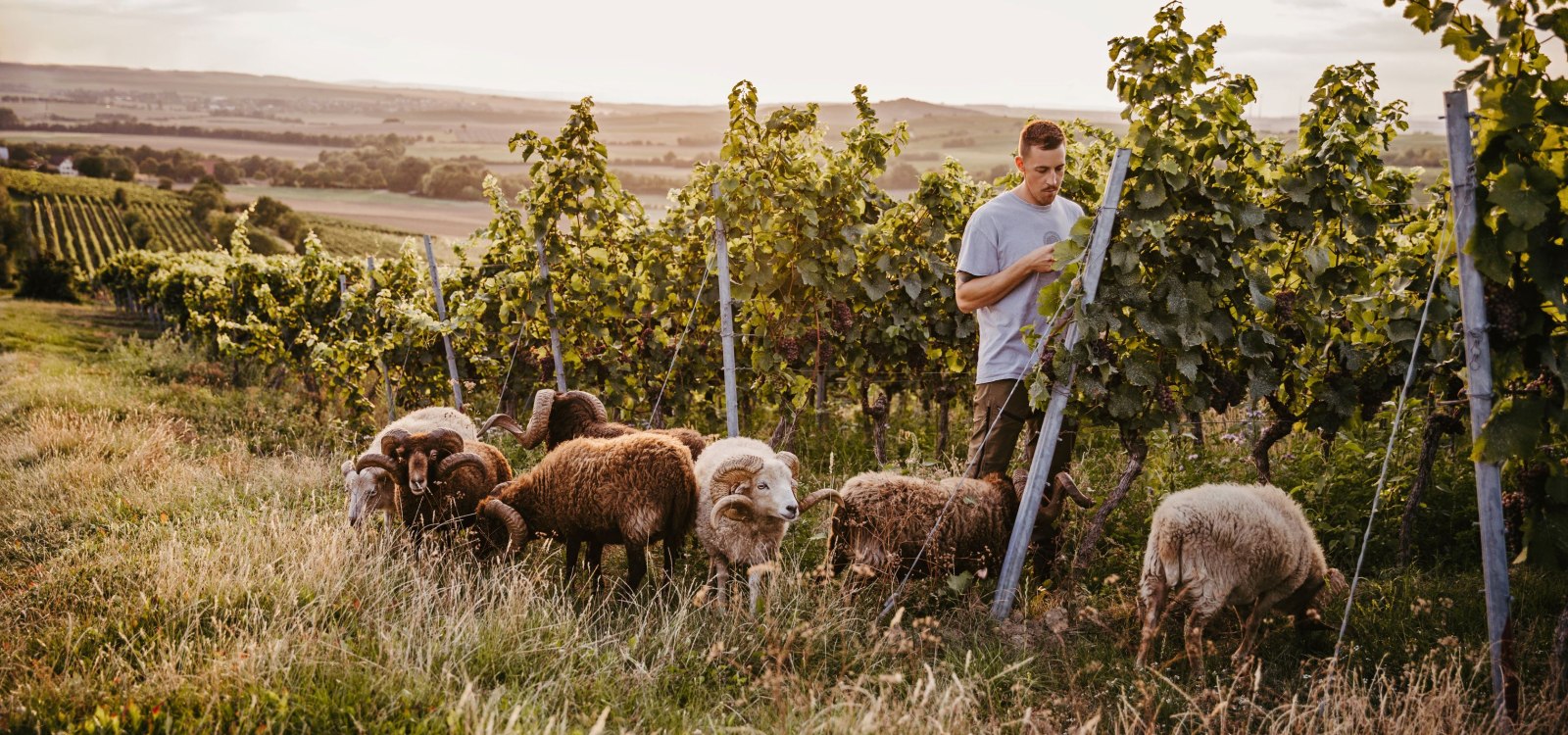 Schafe im Weinberg, &copy; CC-BY Rheinhessenwein e.V./Annegret Hirschmann