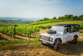 Weinsafari. Weingut Mohrenhof &copy; Weingut Mohrenhof