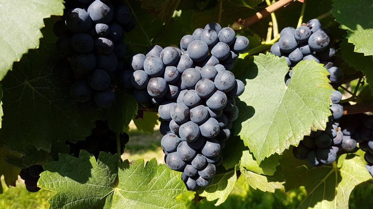 Early Burgundy grapes