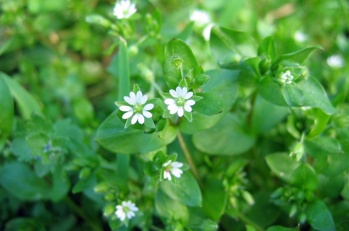 Chickweed vineyard