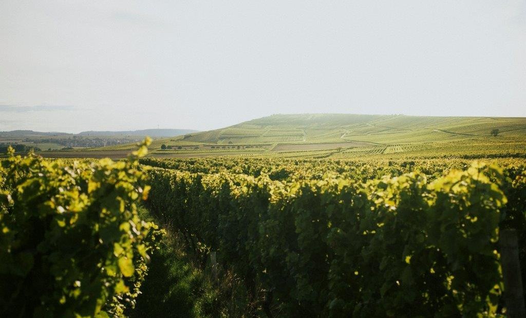 Winzerhof Diegel_Weinreben, &copy; Winzerhof Diegel