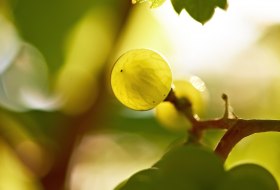 Riesling Beere