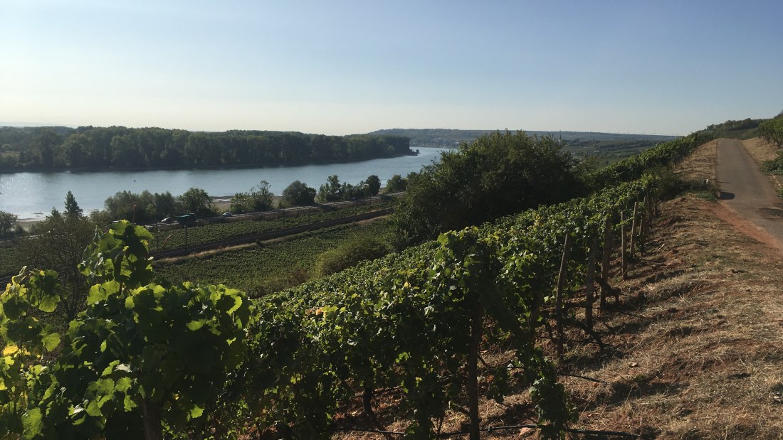 Regional, © Weingut Sans-Lorch