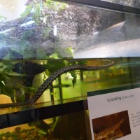 NaturstationW&uuml;rfelnatter