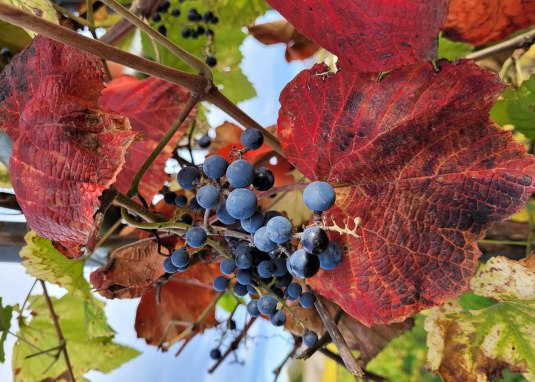Herbststimmung &copy; VG Monsheim Beate Hess