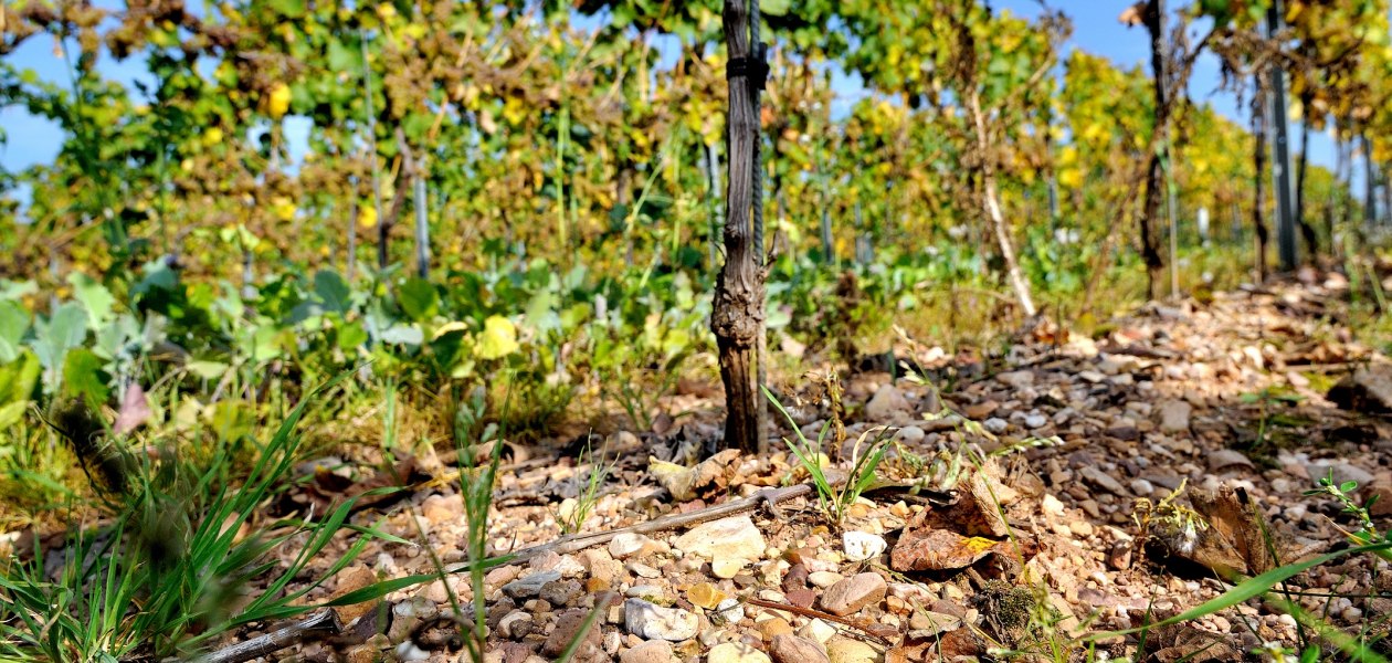 Weingut M&uuml;sel_Weinstock