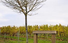 Ruhestein Gundersheim &copy; Touristikverein Wonnegau e.V.