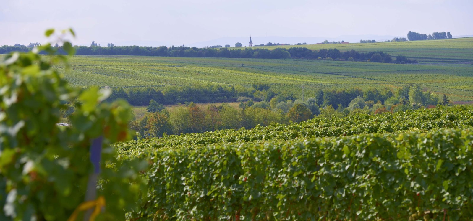 Weinbergslandschaft, &copy; Robert Dieth