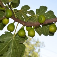 GB-Ferienhaus-5-768x511