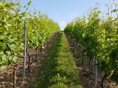 Weinberg nach dem Heften