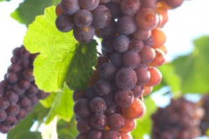 Grauburgunder, © DWI