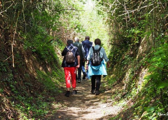 Wanderung WeinErlebnisPfad © Verkehrsverein Guntersblum / Rhein e.V.