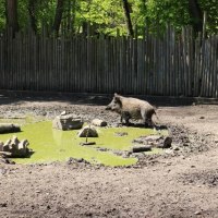 Wildpark Gonsenheim Schwein © Isabella Heider