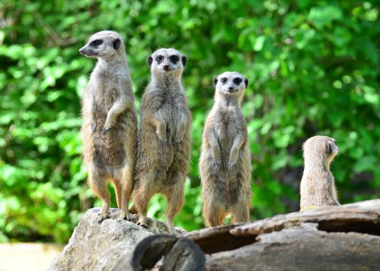 Erdm&auml;nnchen &copy; Tiergarten