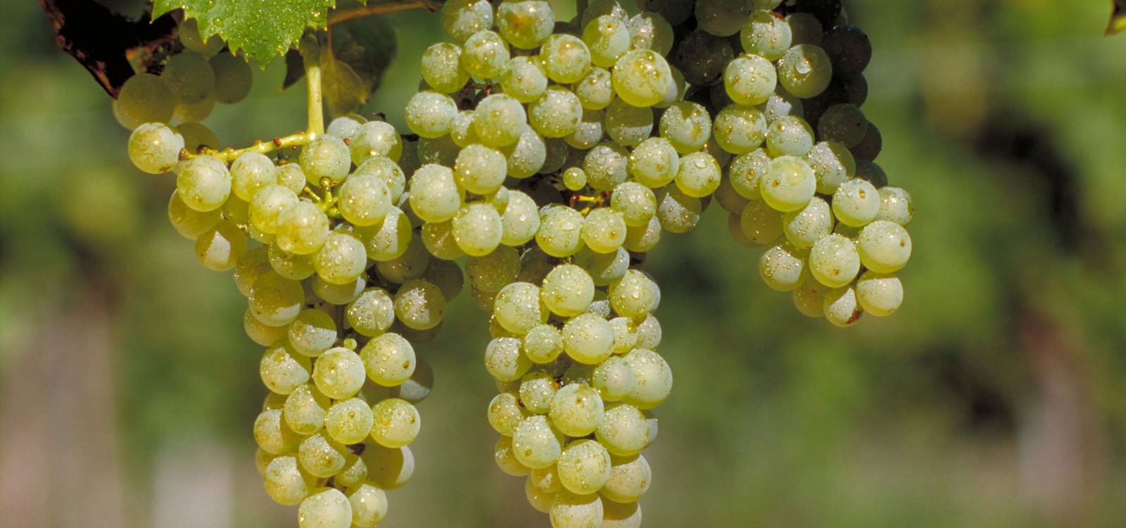 M&uuml;ller-Thurgau, &copy; DWI
