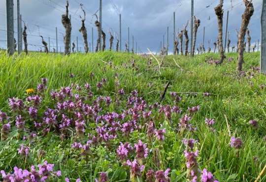 Taubnessel im Weinberg, &copy; Katja Zentel