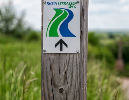 Markierungspfosten am RheinTerrassenWeg