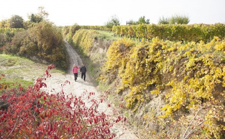 Die Weinberge strahlen in sch&ouml;nsten Farben auf dem RheinTerrassenWeg im Herbst, &copy; Michael Zellmer