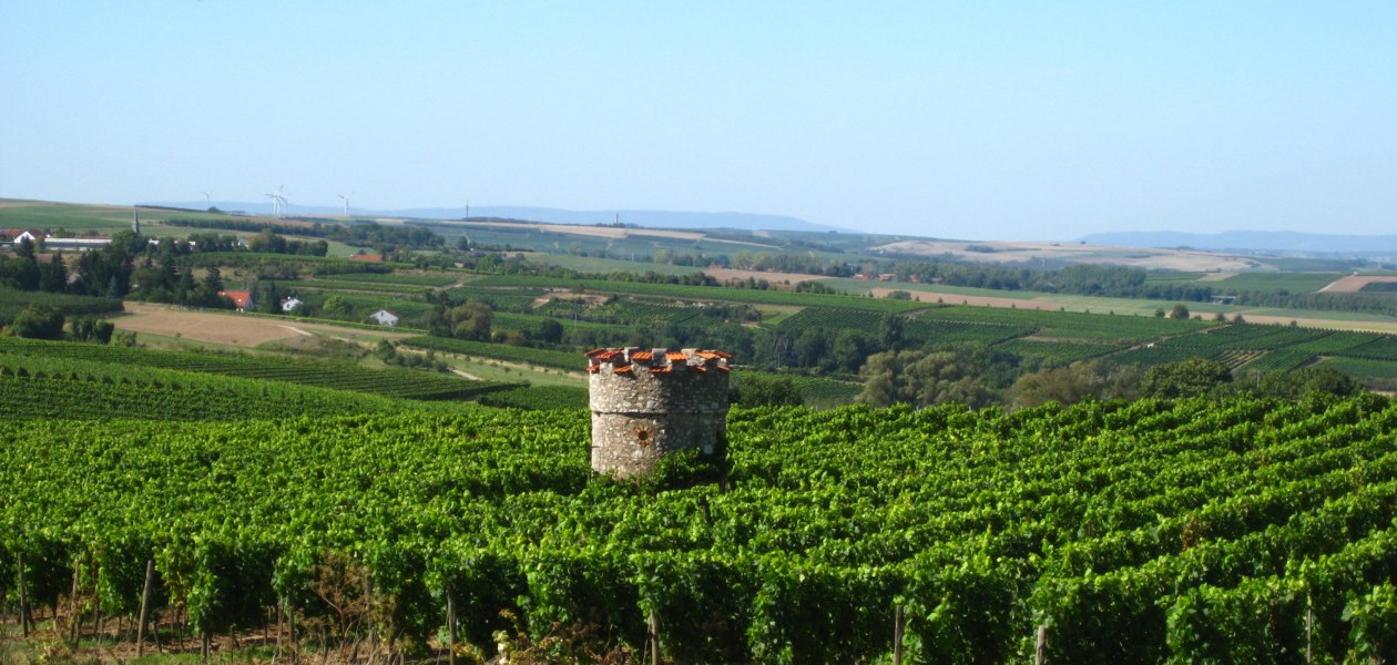 Weingut Ermarth-Bogert_Weinreben, &copy; Weingut Ermarth-Bogert