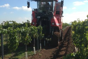 Vollernter Ernte © Weinmanu