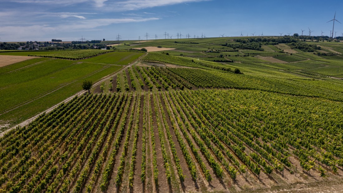 Monzernheimer Goldberg