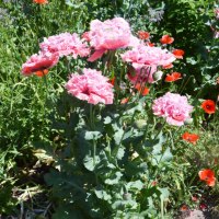 GB-Ferienhaus-12-768x641