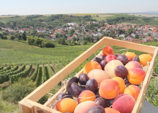 Rheinhessisches Obsterlebnis © Angelika Friedrich