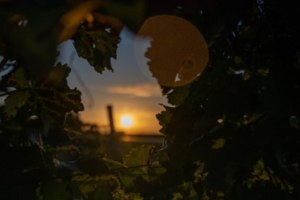 D&auml;mmerSchobbe_Weingut J&uuml;rgen Bernhard