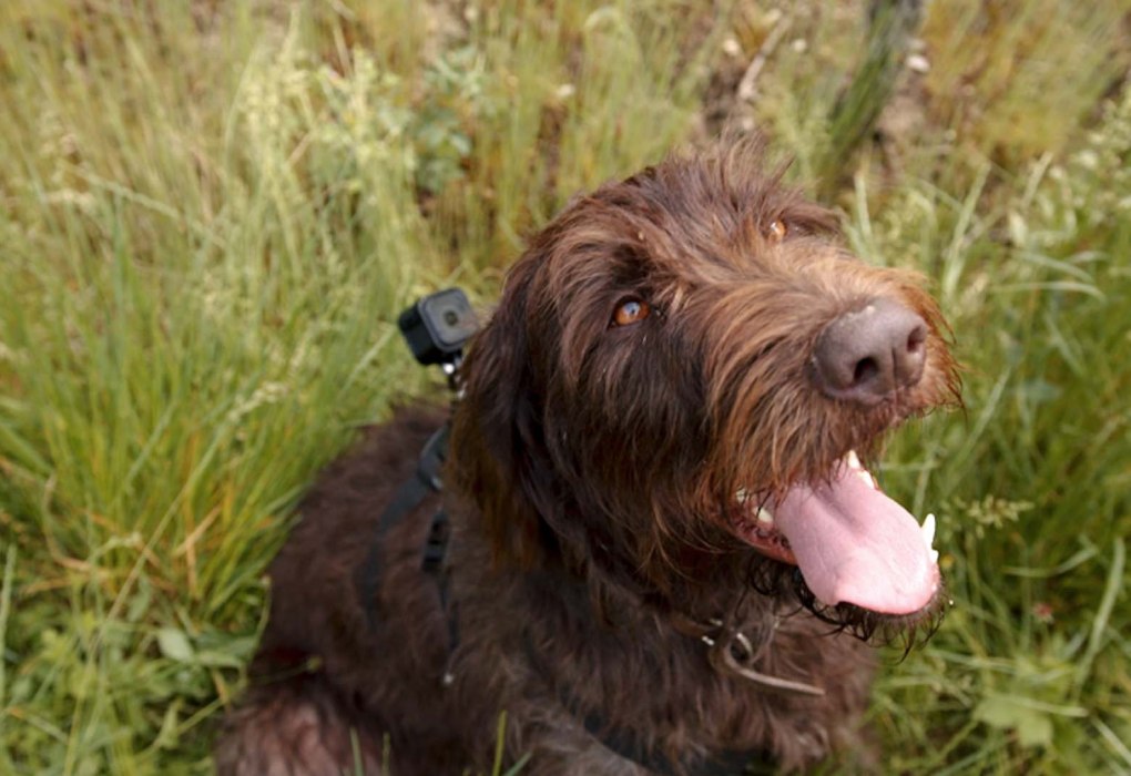 Hund mit Kamera