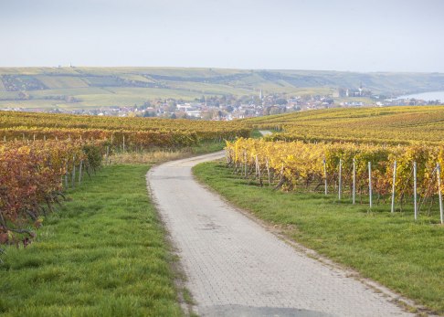 Blick auf den Rhein und den Roten Hang vom RheinTerrassenWeg, © Michael Zellmer
