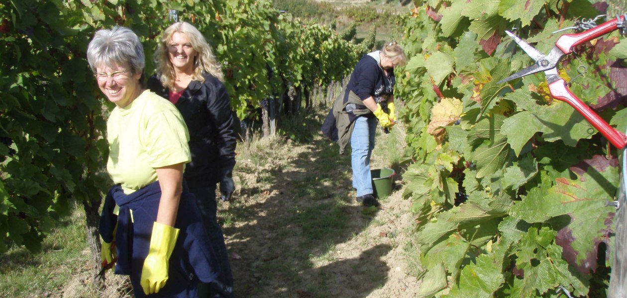 weinlese_4, &copy; Weingut Wagner