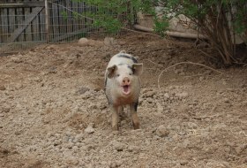 Pig paradise Selztalhof &copy; Selztalhof / Antony