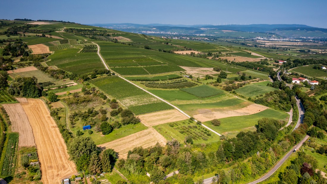 Gau-Algesheimer Goldberg