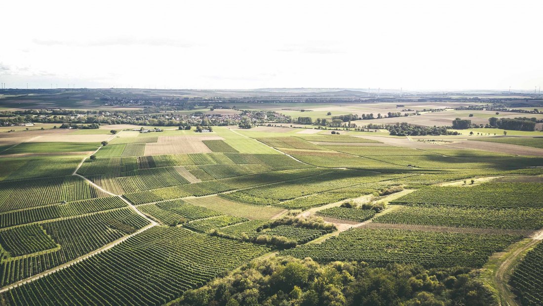 Weingut Schittler & Becker_Weinberge 2, © Weingut Schittler & Becker