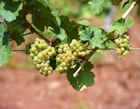 Riesling1