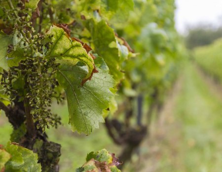 Weingut Freitag_Weinrebe, &copy; Weingut Freitag