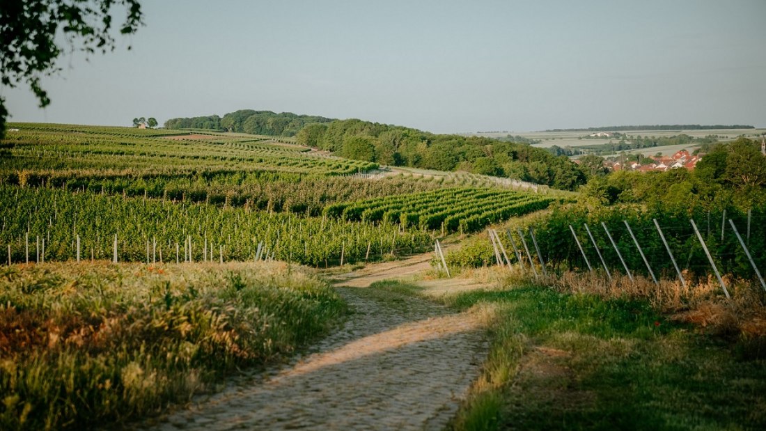 &copy; Weingut Finkenauer-Franz