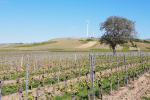 WeinWANDERN im Selztal