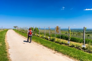 Wine trail near Bechtheim, &copy; Karl Georg M&uuml;ller