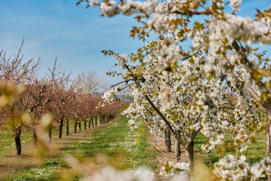 Fruitroute fiets lente natuur, &copy; Vincent Dommer