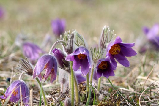 Flora im Fr&uuml;hling, &copy; Adobe Stock