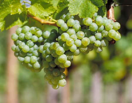 Silvanerrebe, © DWI