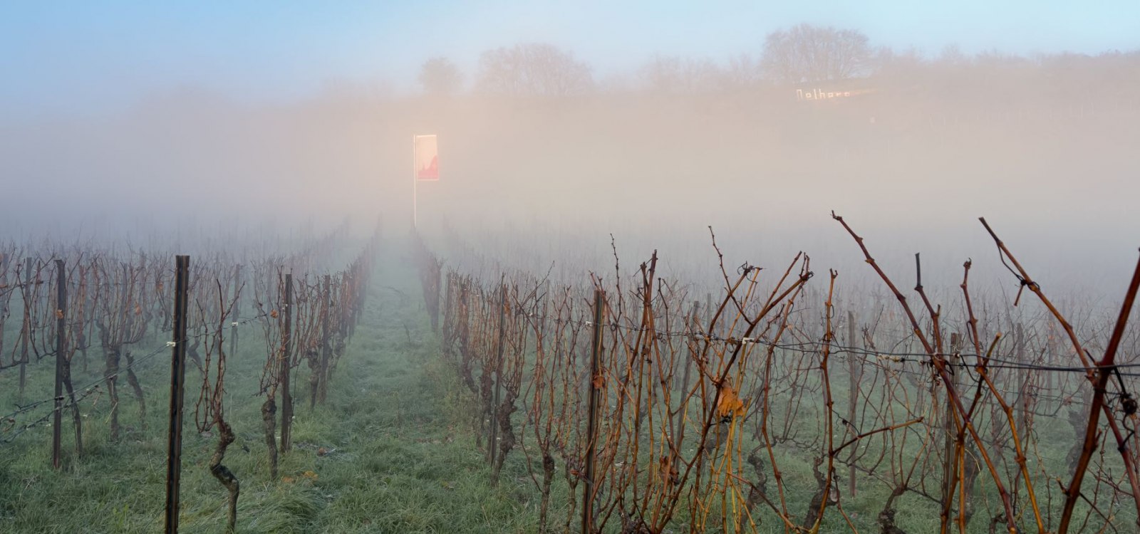 Weinberg im Morgennebel am Roten Hang in Rheinhessen – winterliche Stimmung mit kahlen Reben und sanftem Licht.