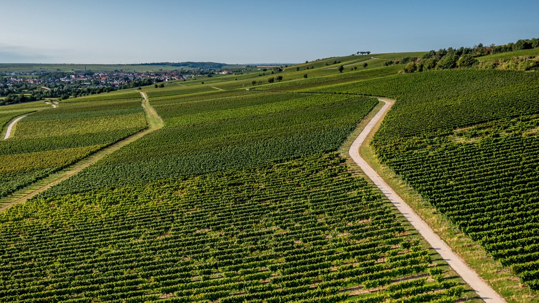 Bodenheimer Mönchspfad