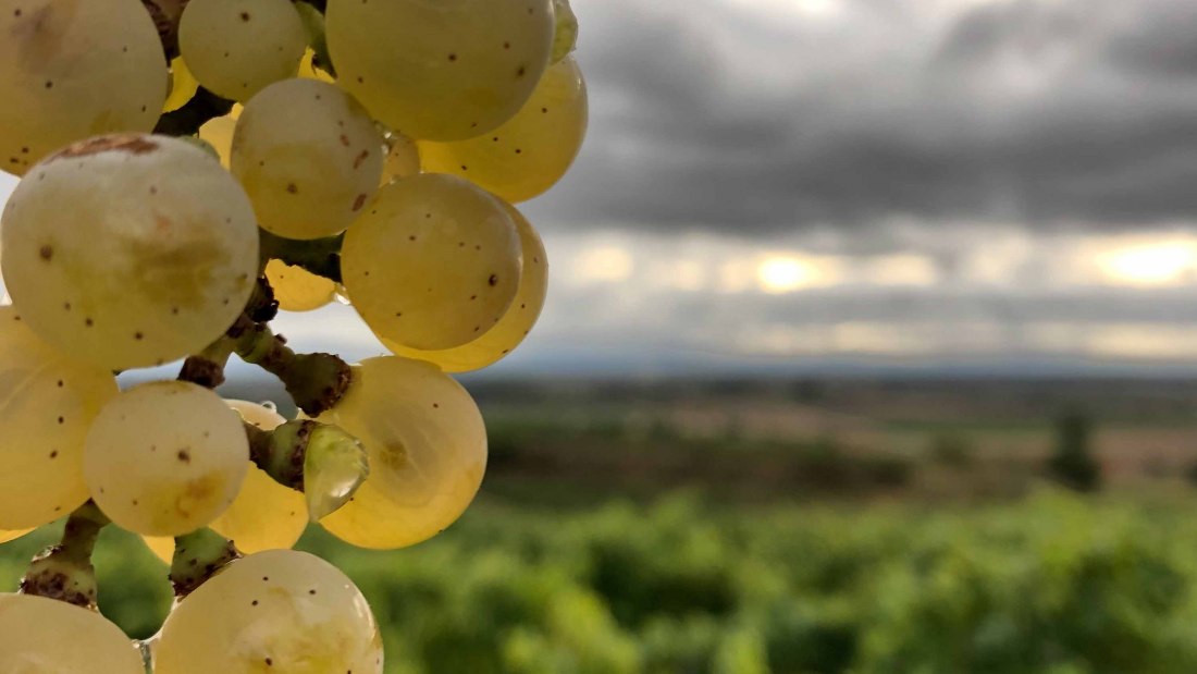 Weingut Bender_Trauben, &copy; Weingut Bender